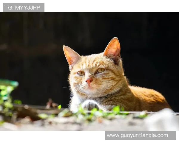 小猫足球明星的可爱瞬间展现了它们的运动天赋与活力四射的魅力